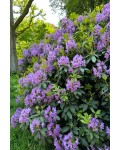 Рододендрон катевбинский Грандифлорум | Rhododendron catawbiense Grandiflorum | Рододендрон катевбінський Грандіфлорум